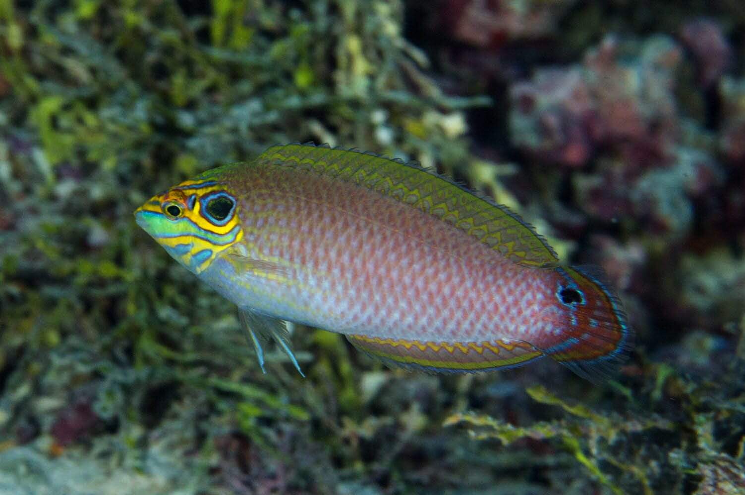 Wrasse: Earspot; Male; Haw.