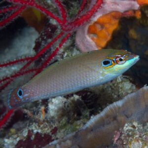 Wrasse: Earspot; Female; Haw.