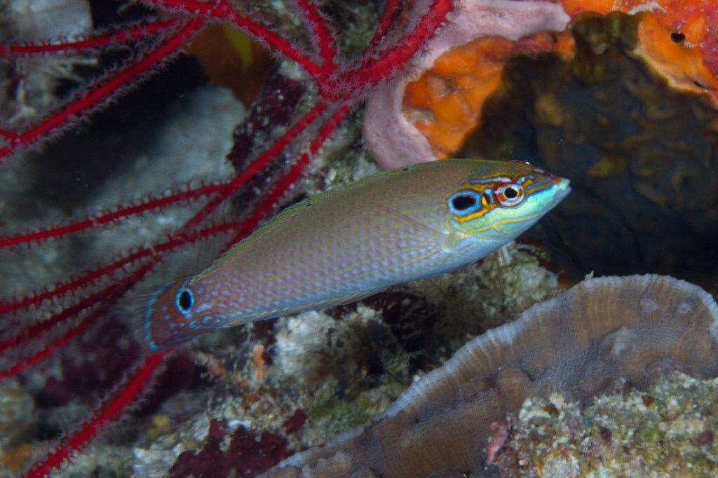 Wrasse: Earspot; Female; Haw.