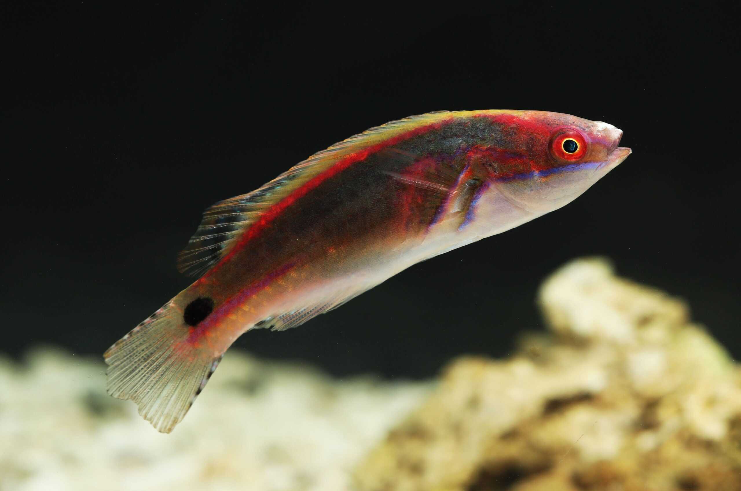 Wrasse: Exquisite Fairy; Aus