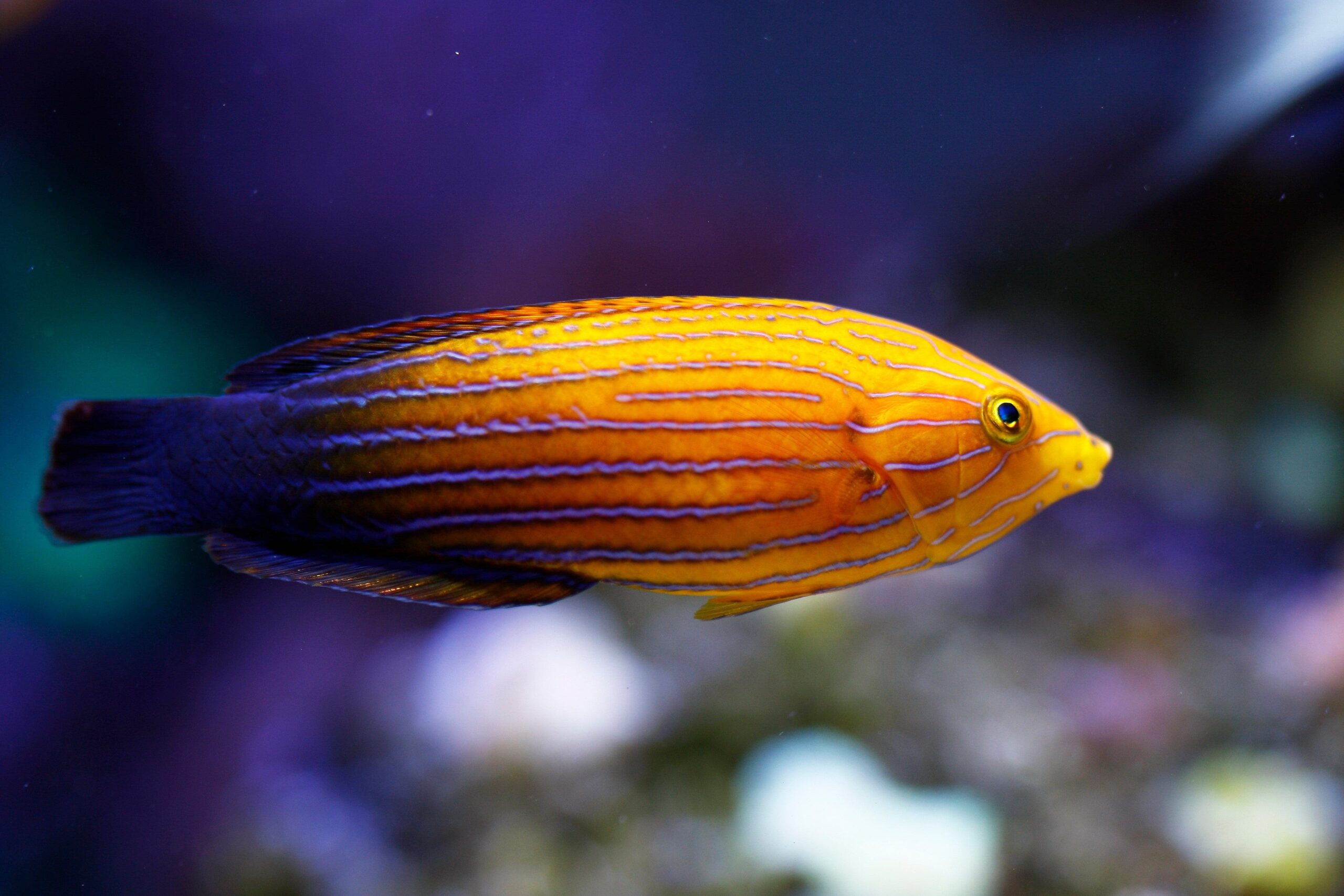 Wrasse: Feminus; Aus.