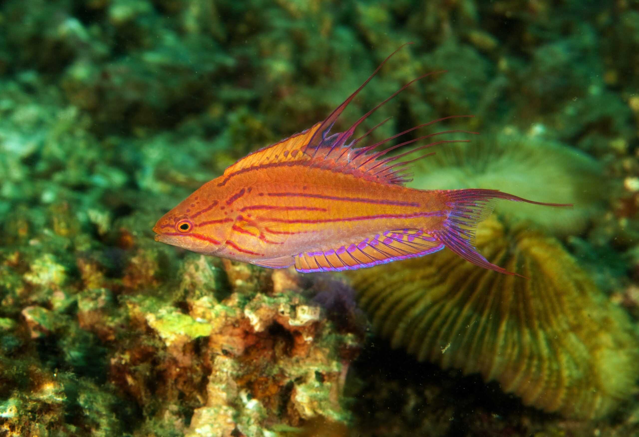 Wrasse: Filament Flasher; Sol.