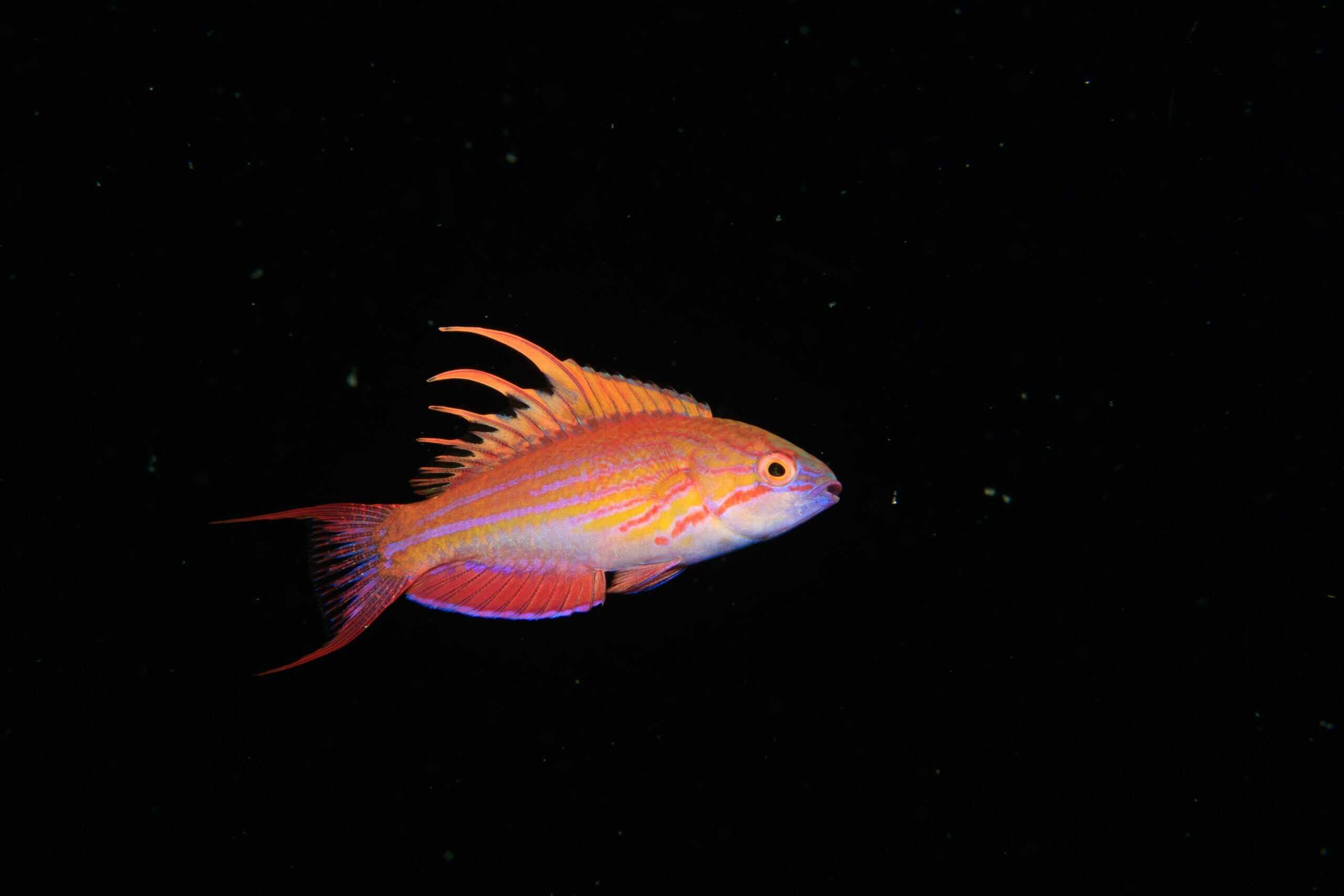 Wrasse: Flasher; Afr.