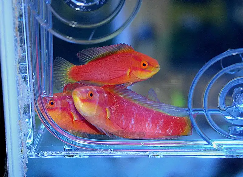 Wrasse: Flame; TRIO; Haw.