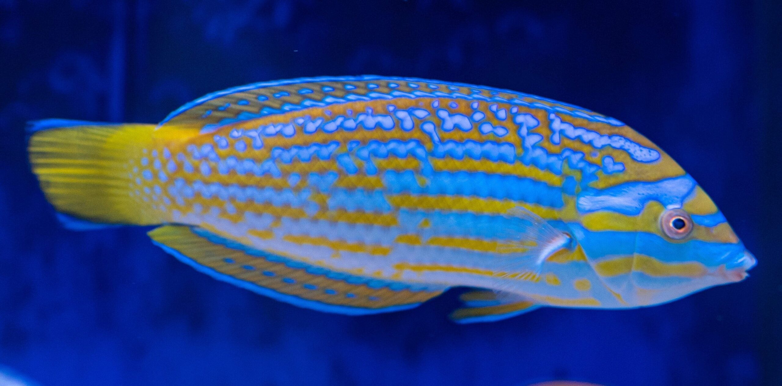 Wrasse: Lennardi; Adult Aust