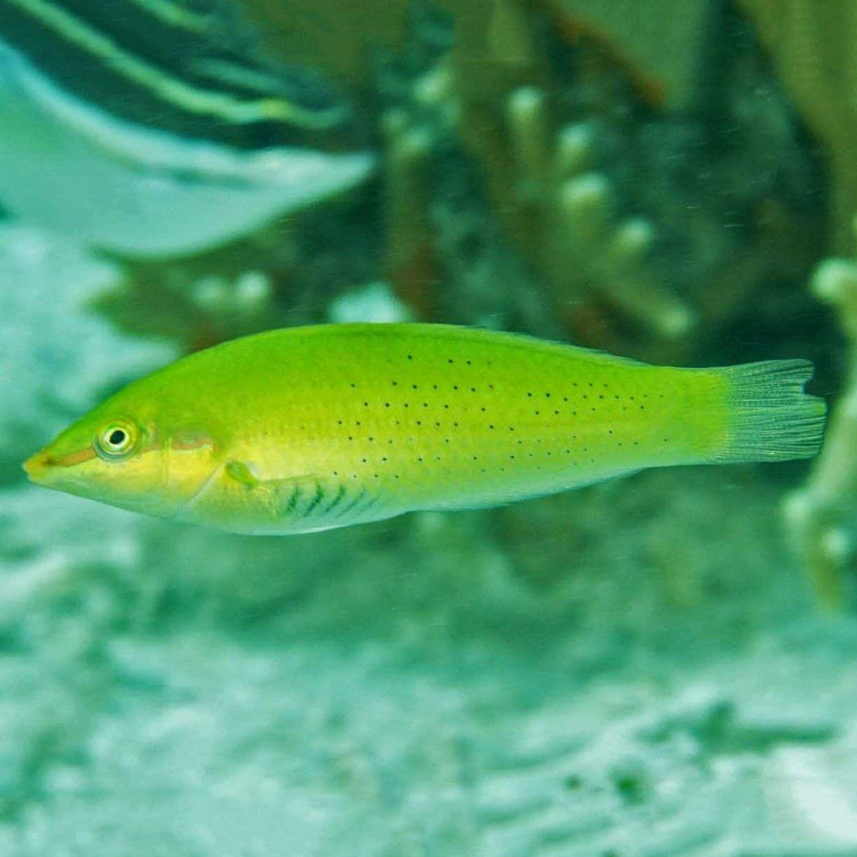 Wrasse: Green Coris; Sol.