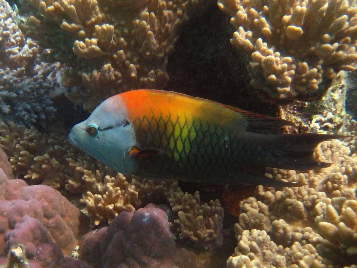 Wrasse: Insidiator; Fiji