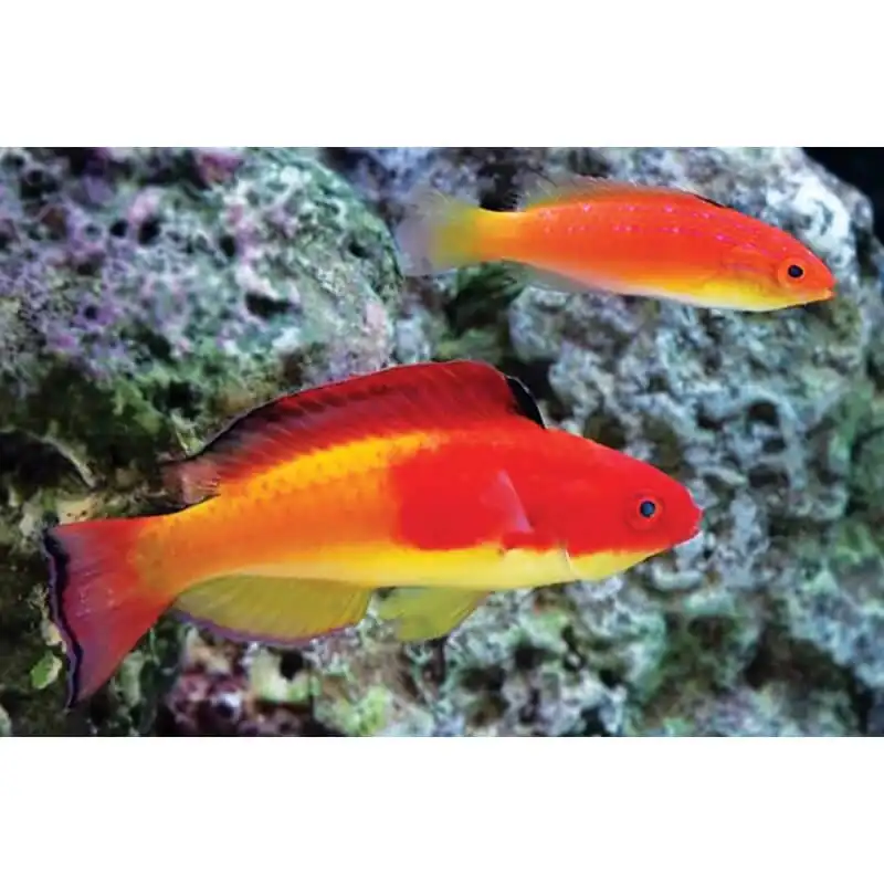 Wrasse: Hooded Fairy; Male
