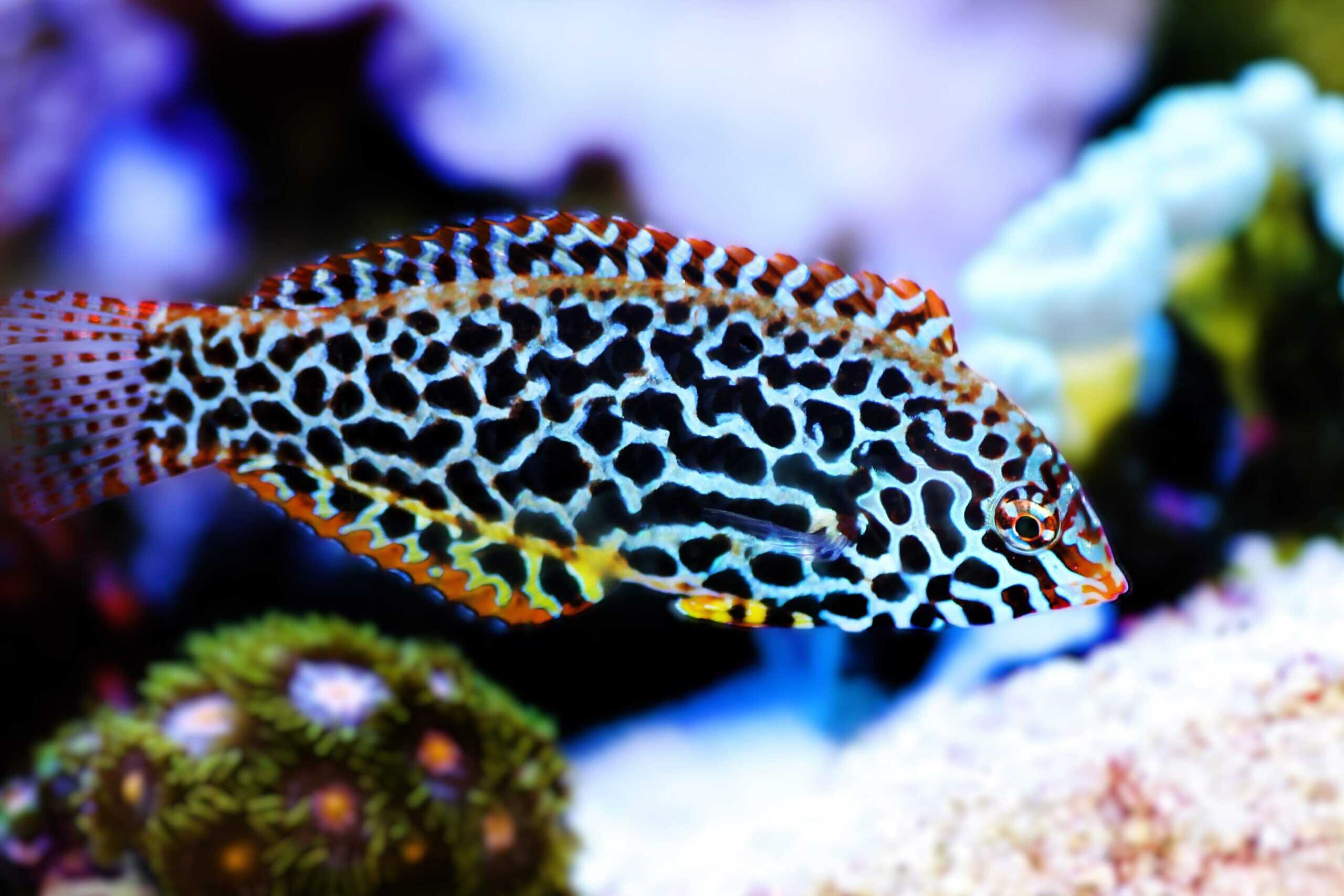 Wrasse: Leopard; Male; Van.