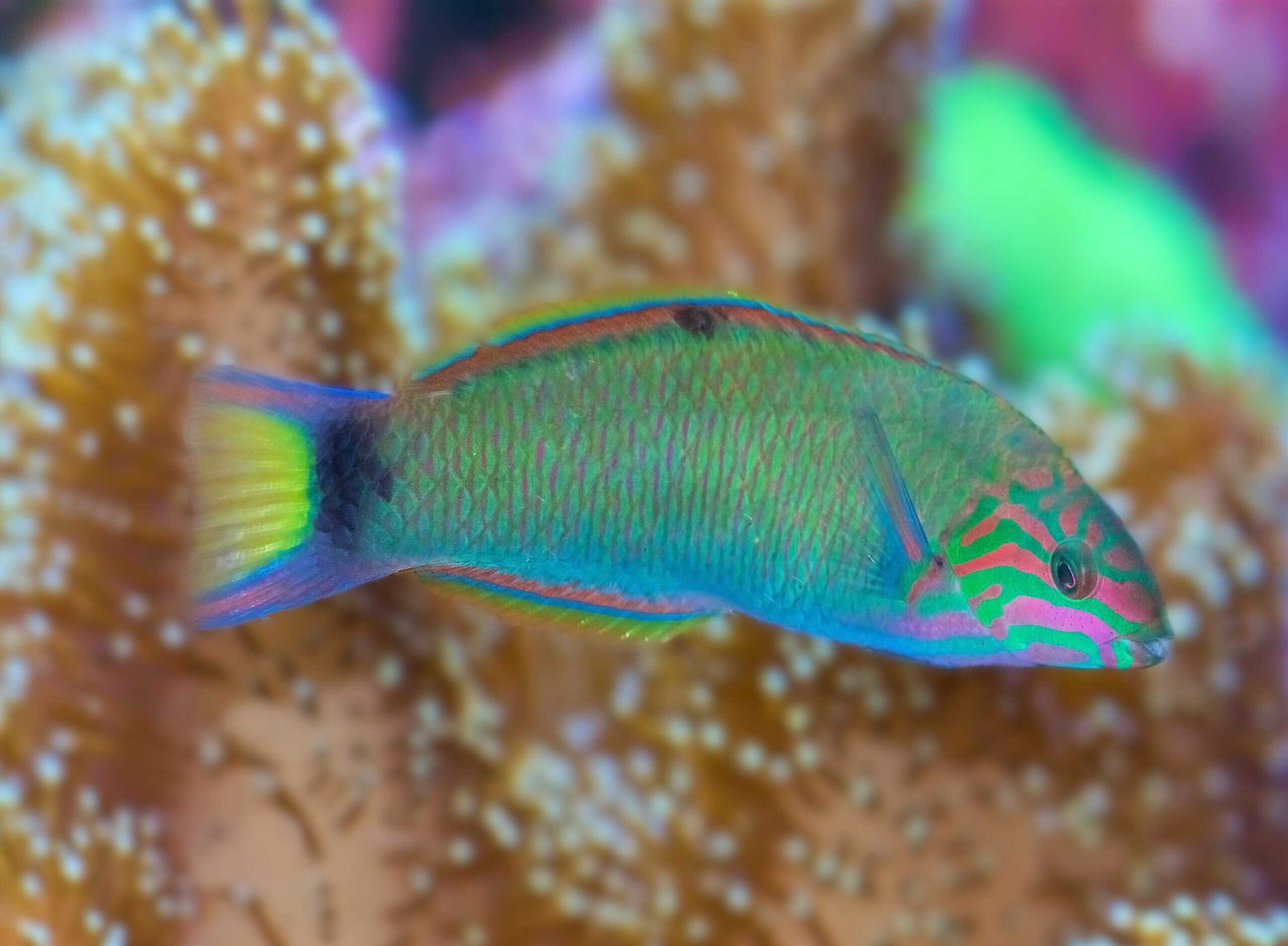Wrasse: Lunare; PNG