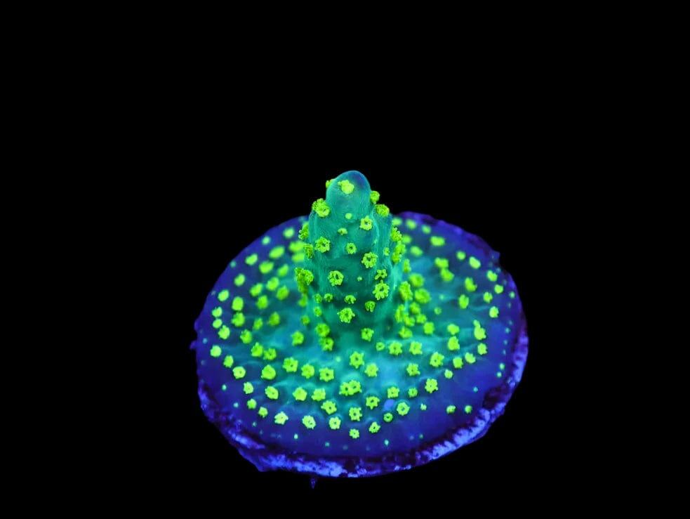 SDC Acro: Garf Bonsai Cult