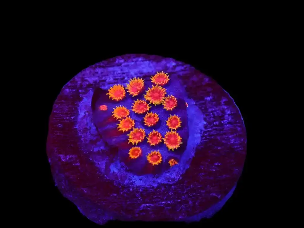 SDC Cyphastrea: Bizzaro Cult