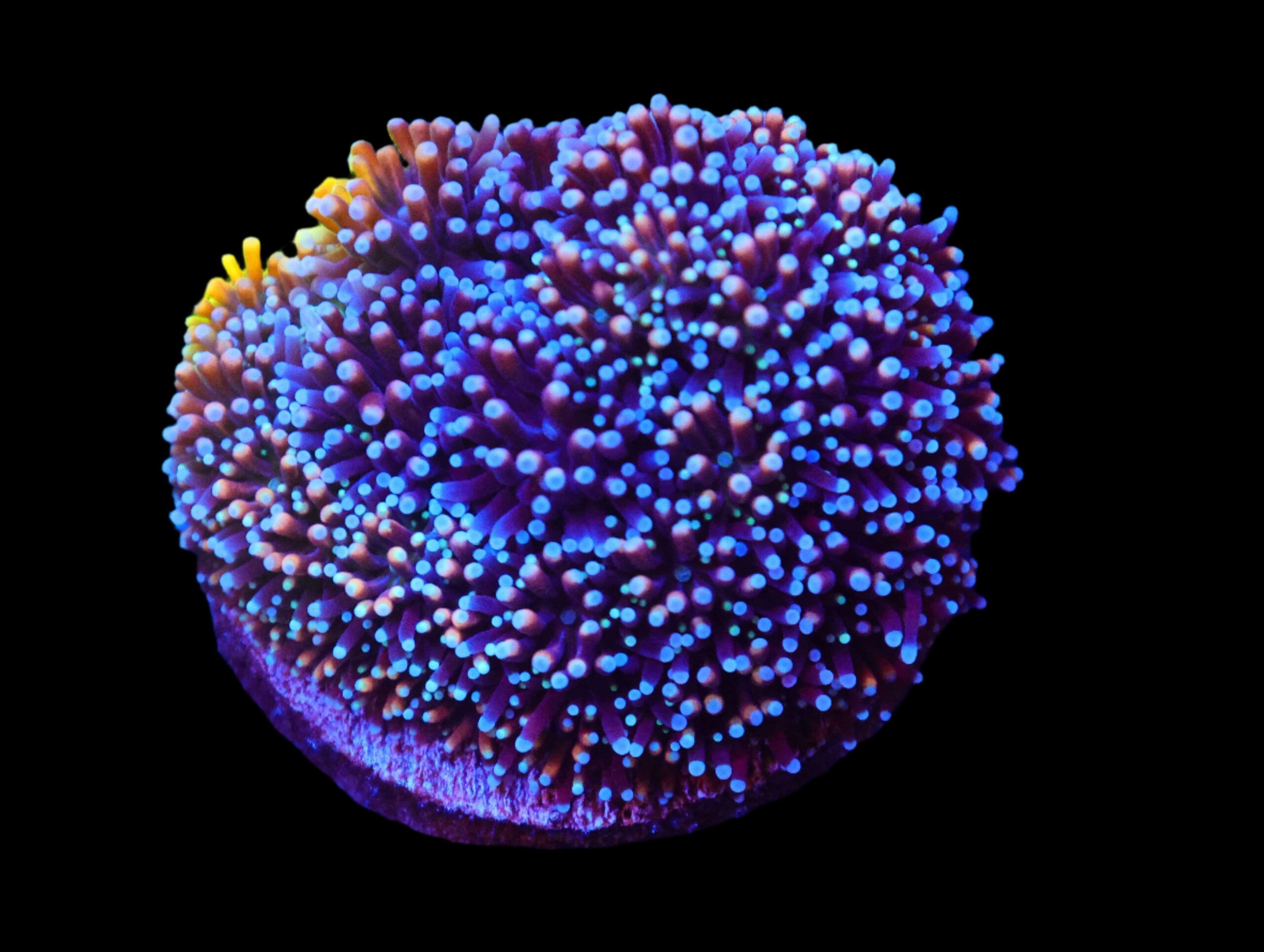 SDC Galaxea: Father Of All Cult