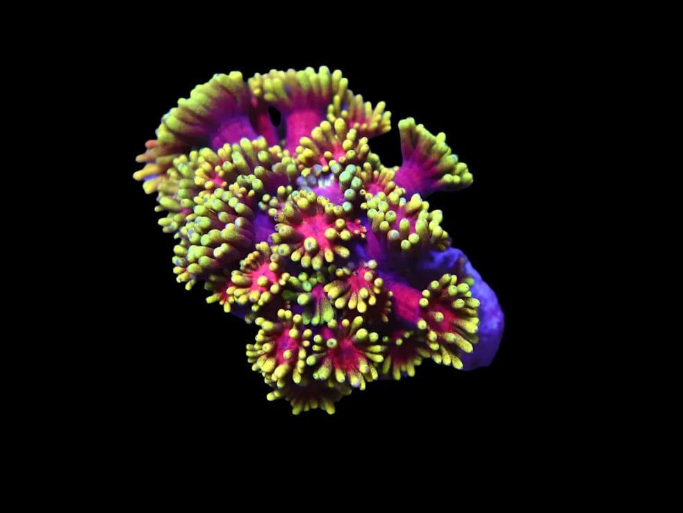 SDC Goniopora: Big R Date Night Cul