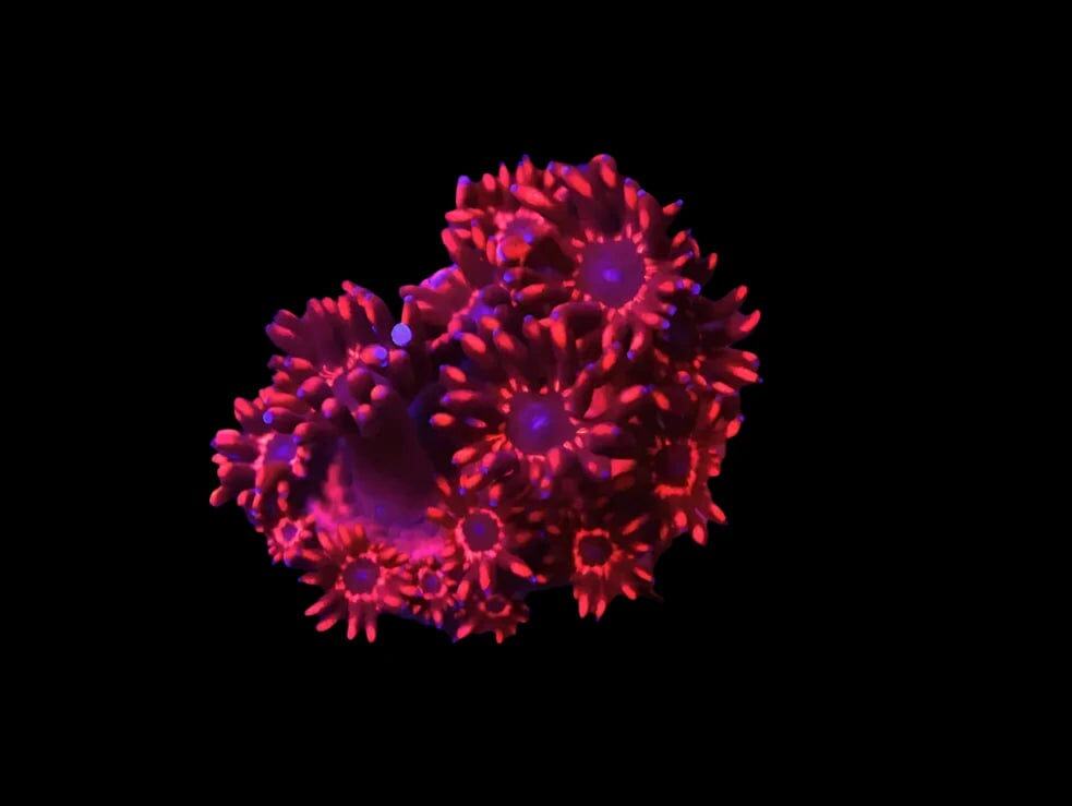 SDC Goniopora: Diablo Cult