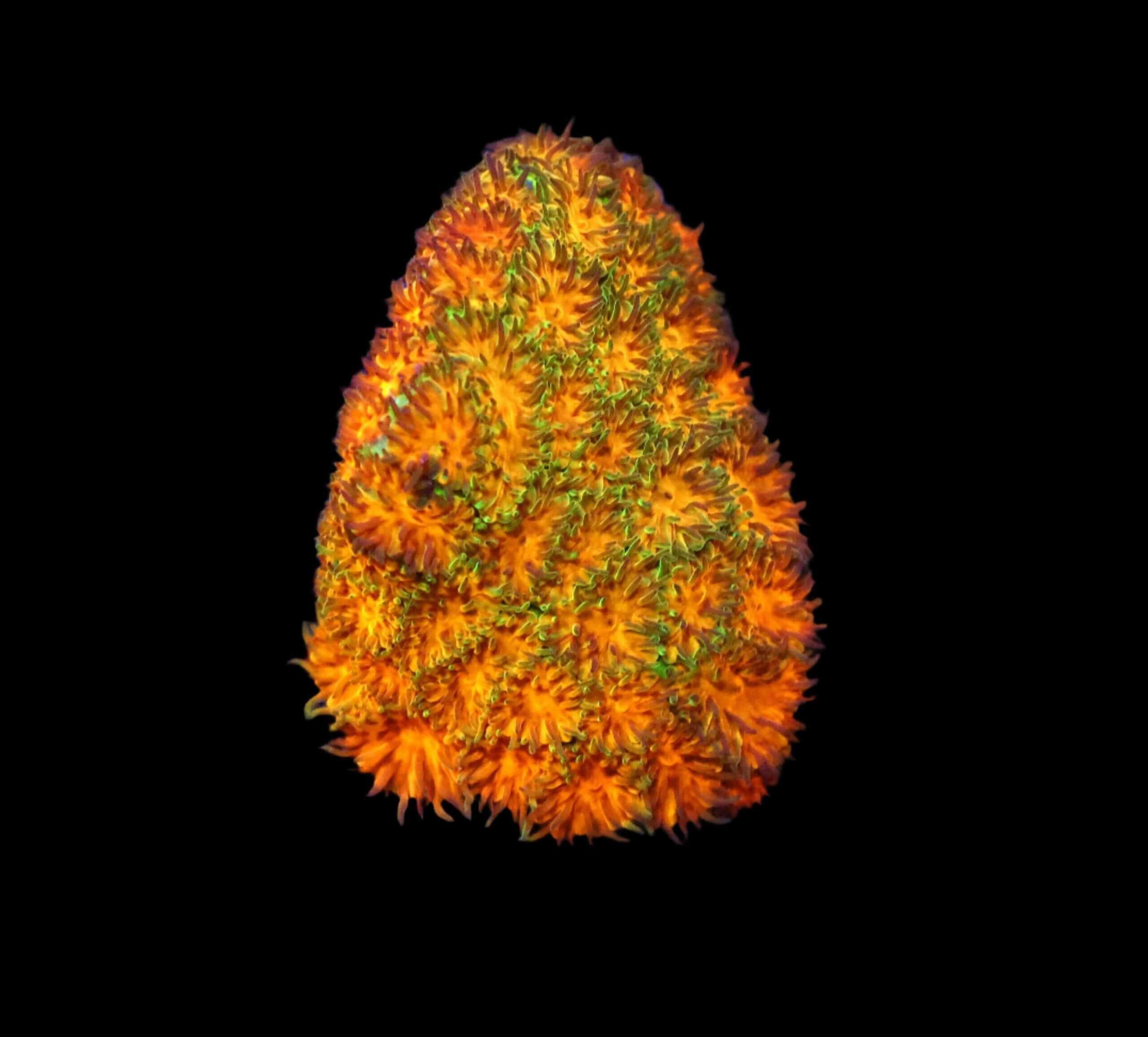 SDC Leptastrea: John Deere Cult