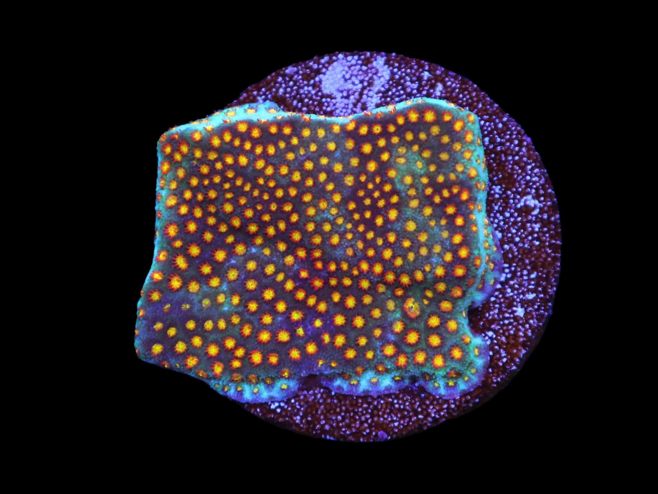 SDC Styloc: Bubble Bath Cult