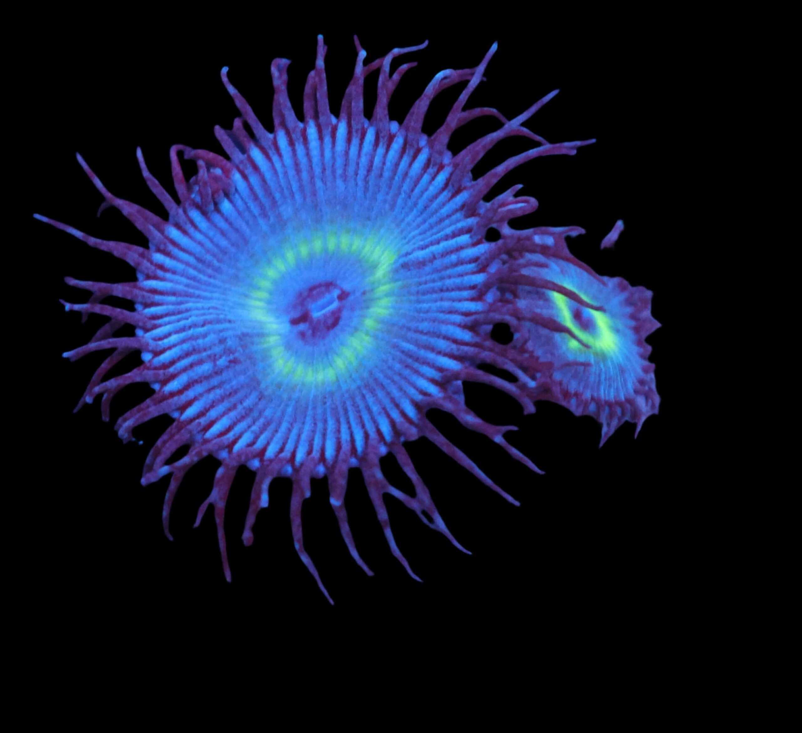 SDC Polyp: Mind Blowing Palythoa