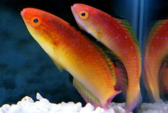 Wrasse: Nahackyi Fairy; Pair