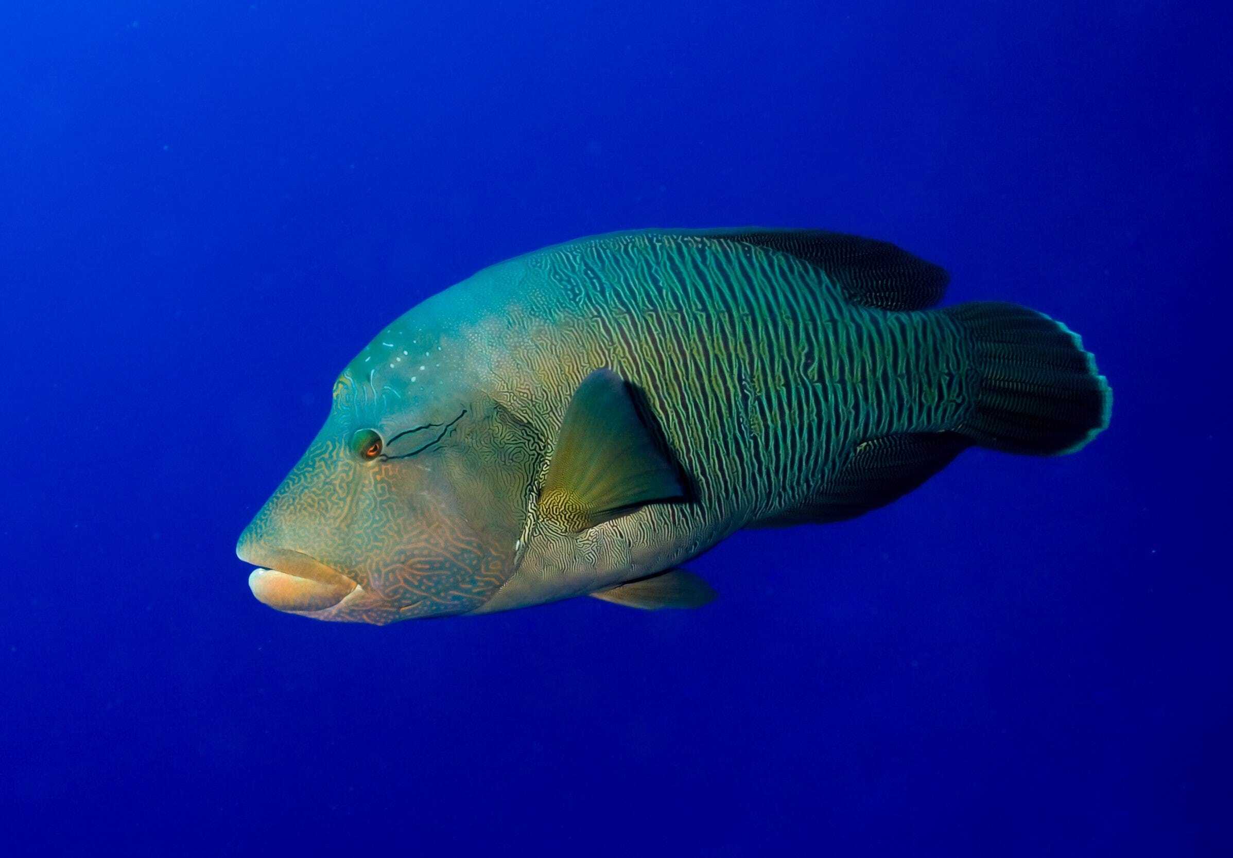 Wrasse: Napoleon