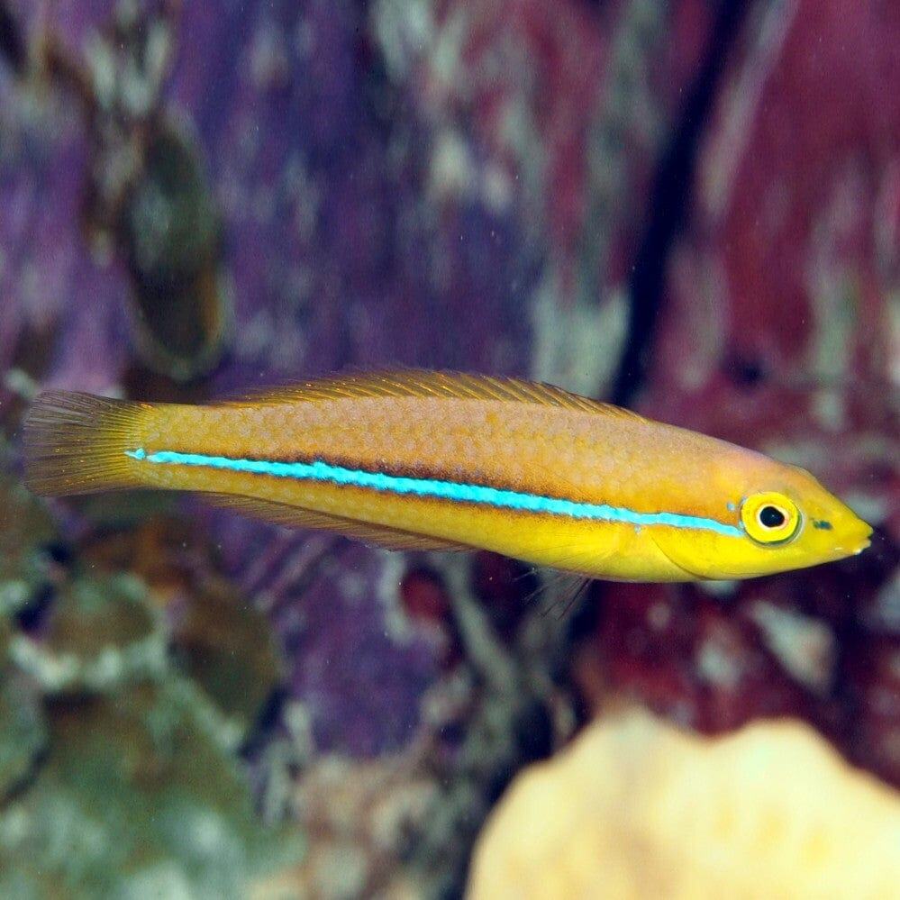 Wrasse: Neon; Adult; ATL