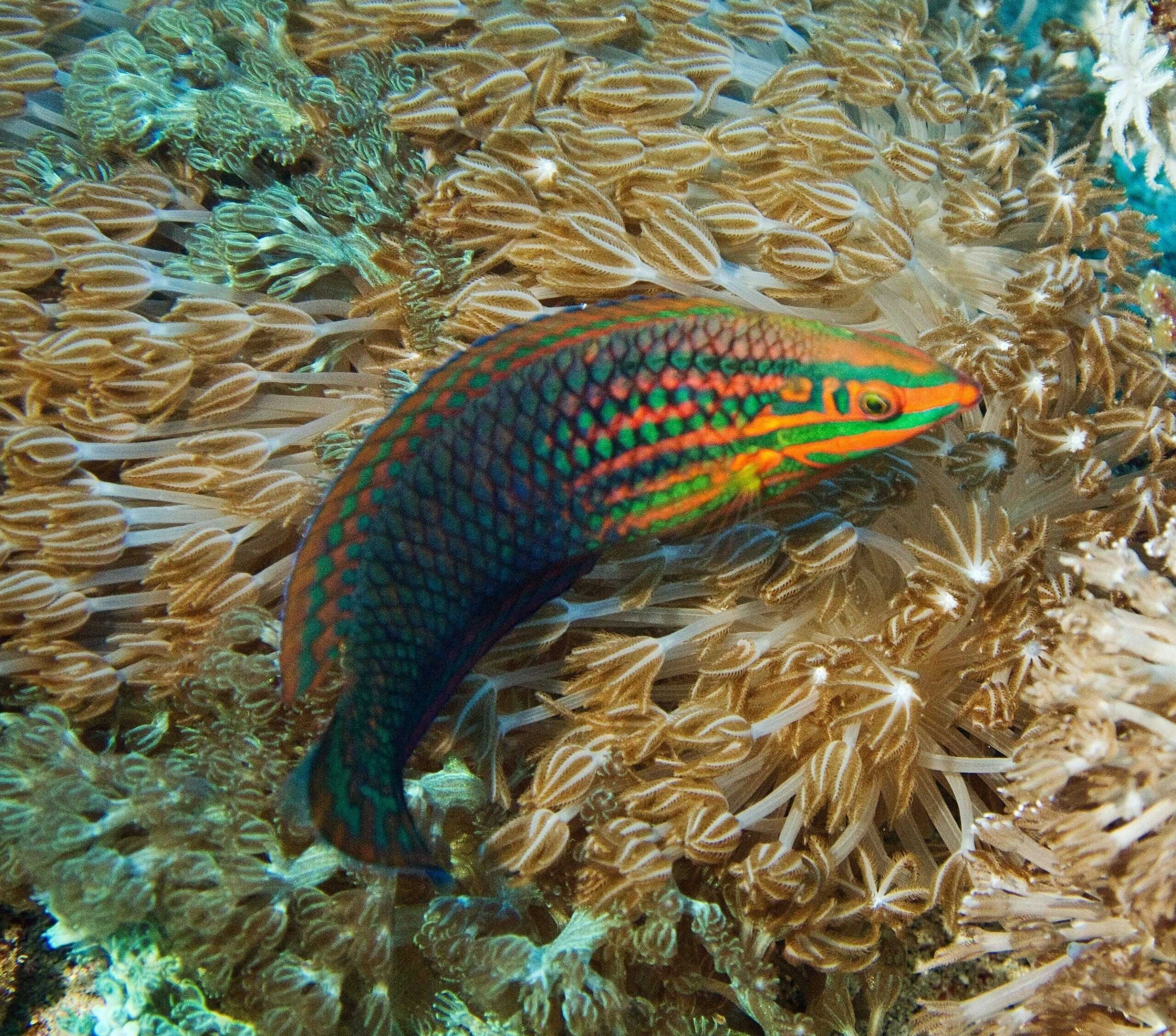 Wrasse: Pastel; Van.
