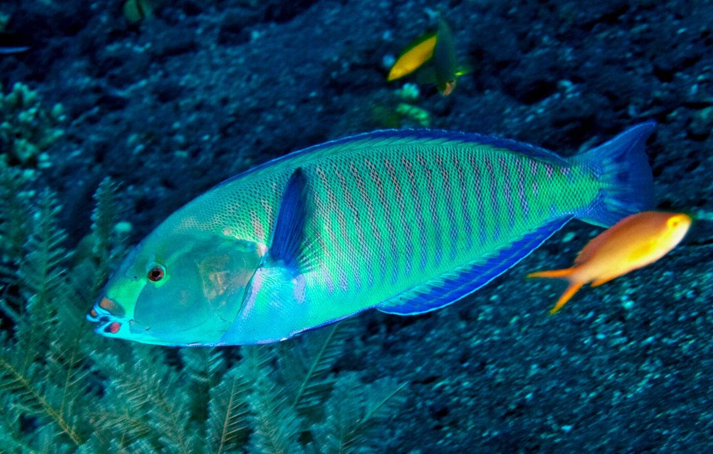 Wrasse: Ring; Red Sea