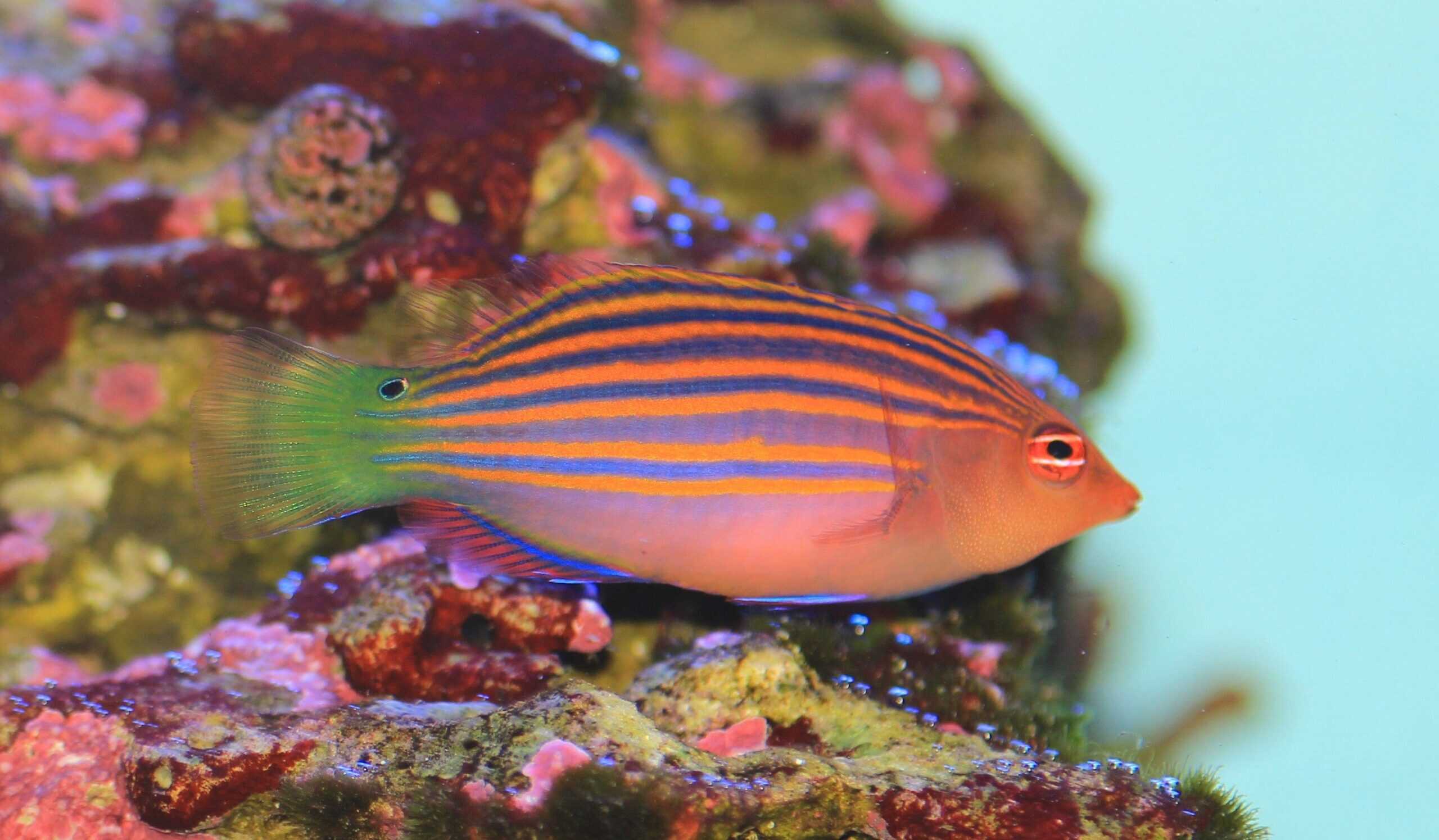 Wrasse: Six Line; Fiji