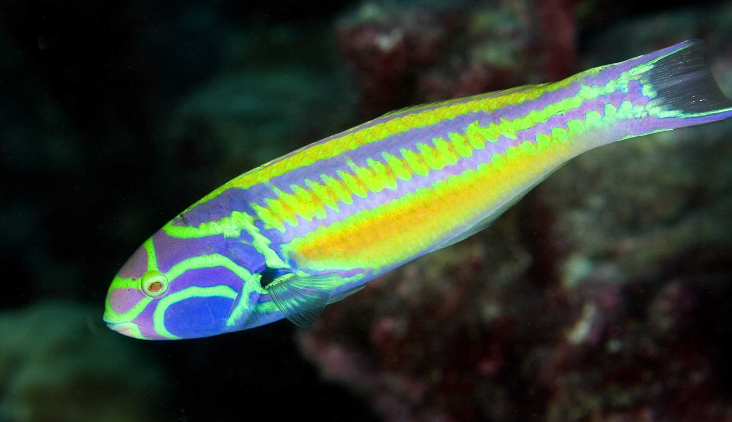 Wrasse: Rainbow; Sol.
