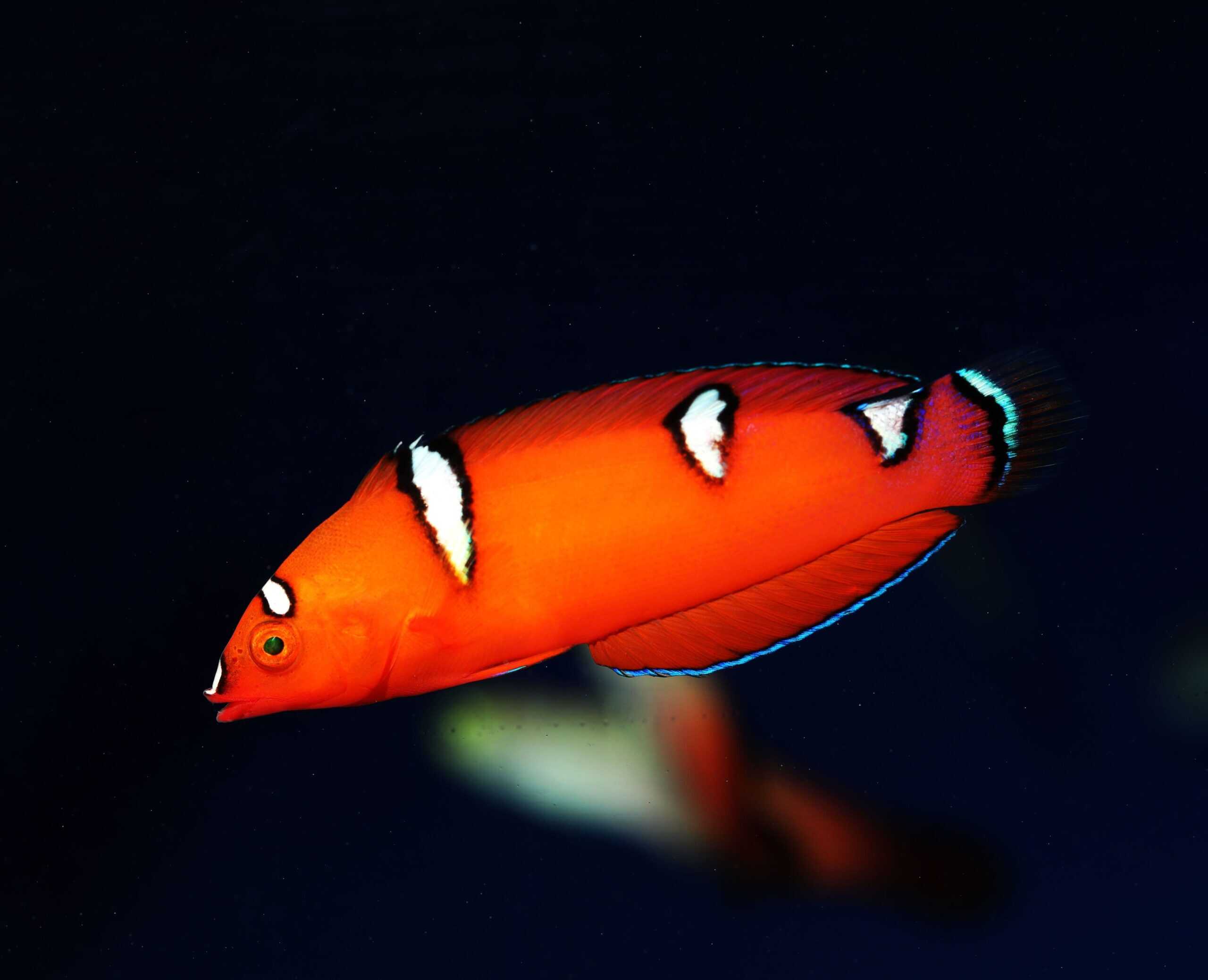 Wrasse: Red Coris; Juv; Mar.