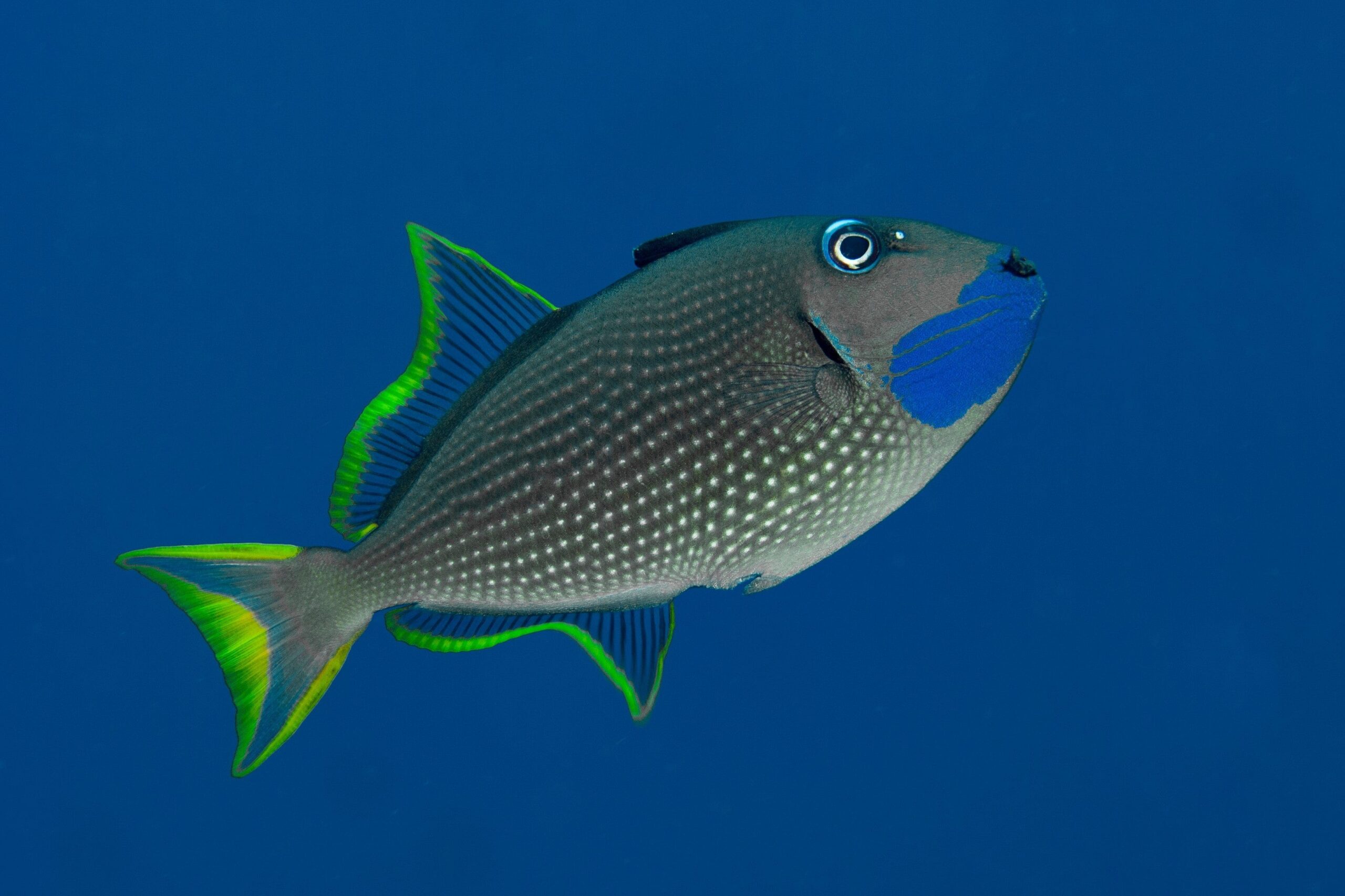 Trigger: Bluejaw; Male; Red Sea