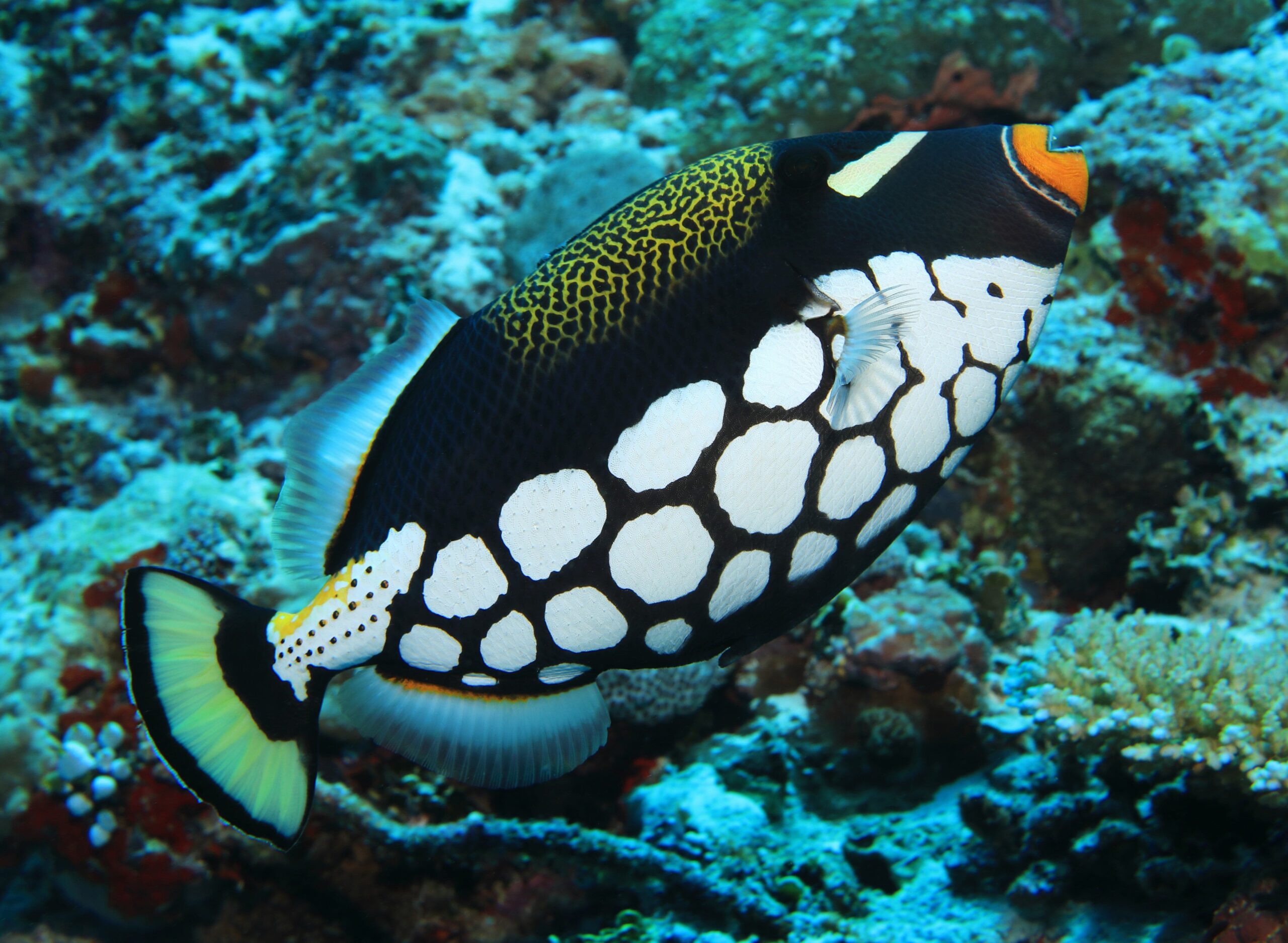 Trigger: Clown; Hawaii