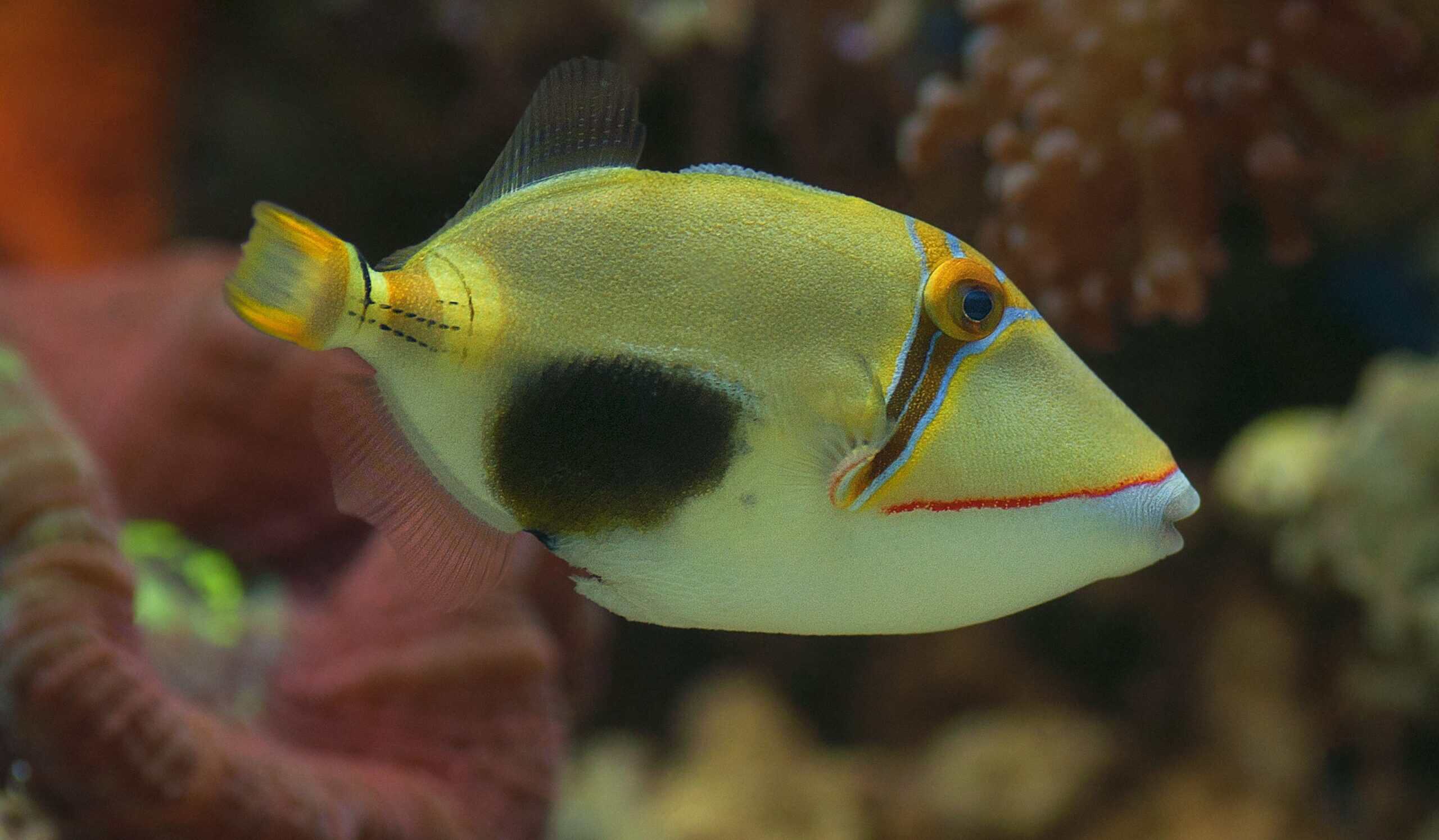 Trigger: Bursa; Fiji