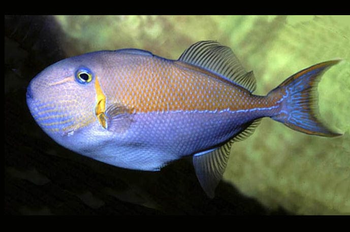 Trigger: Gold Back; Female