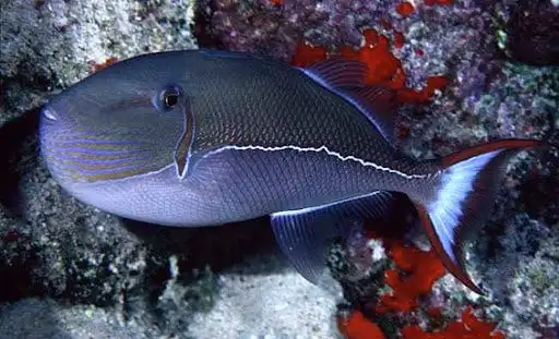 Trigger: Gold Back; Male