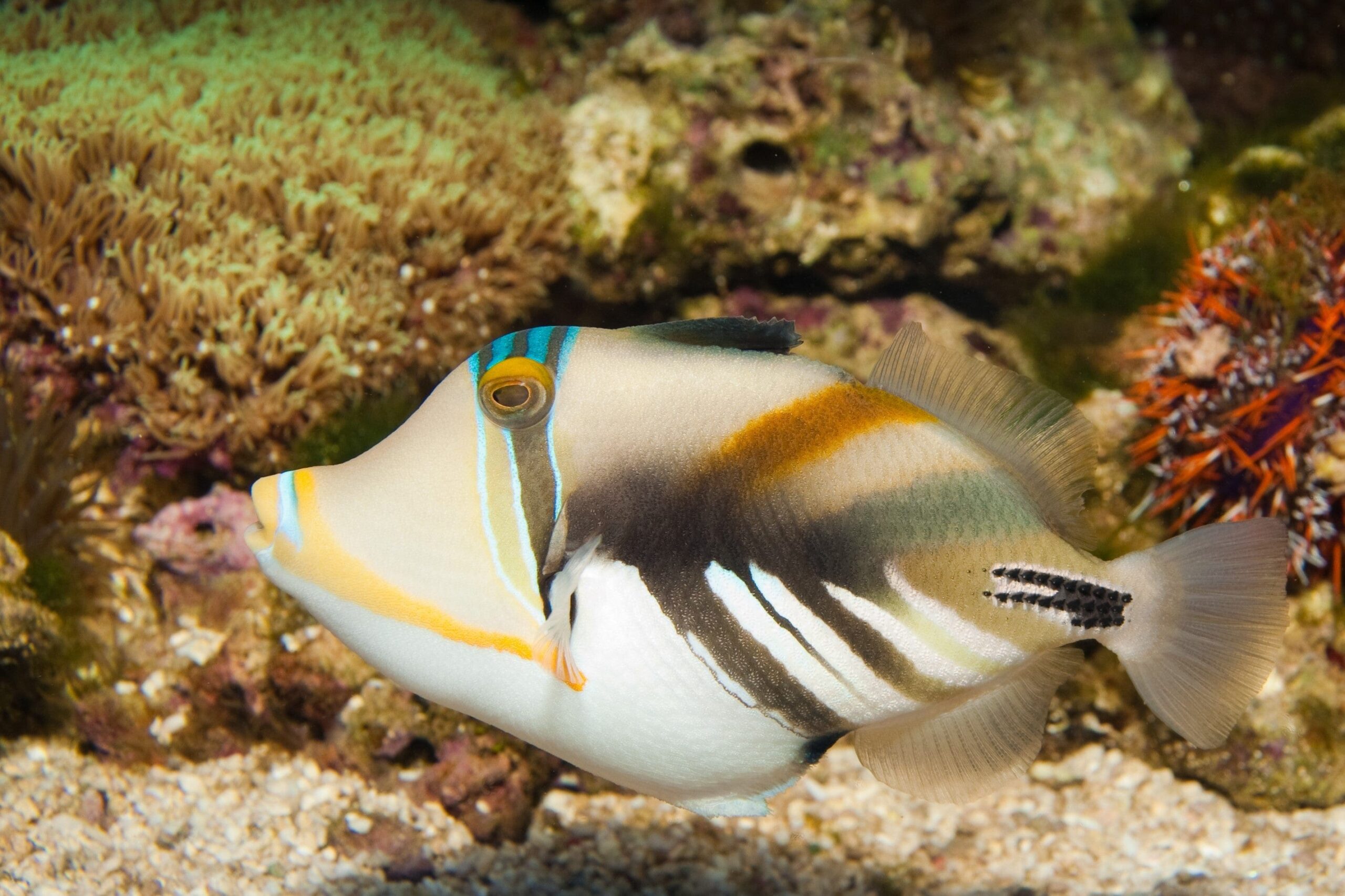 Trigger: Humu Humu; Haw.