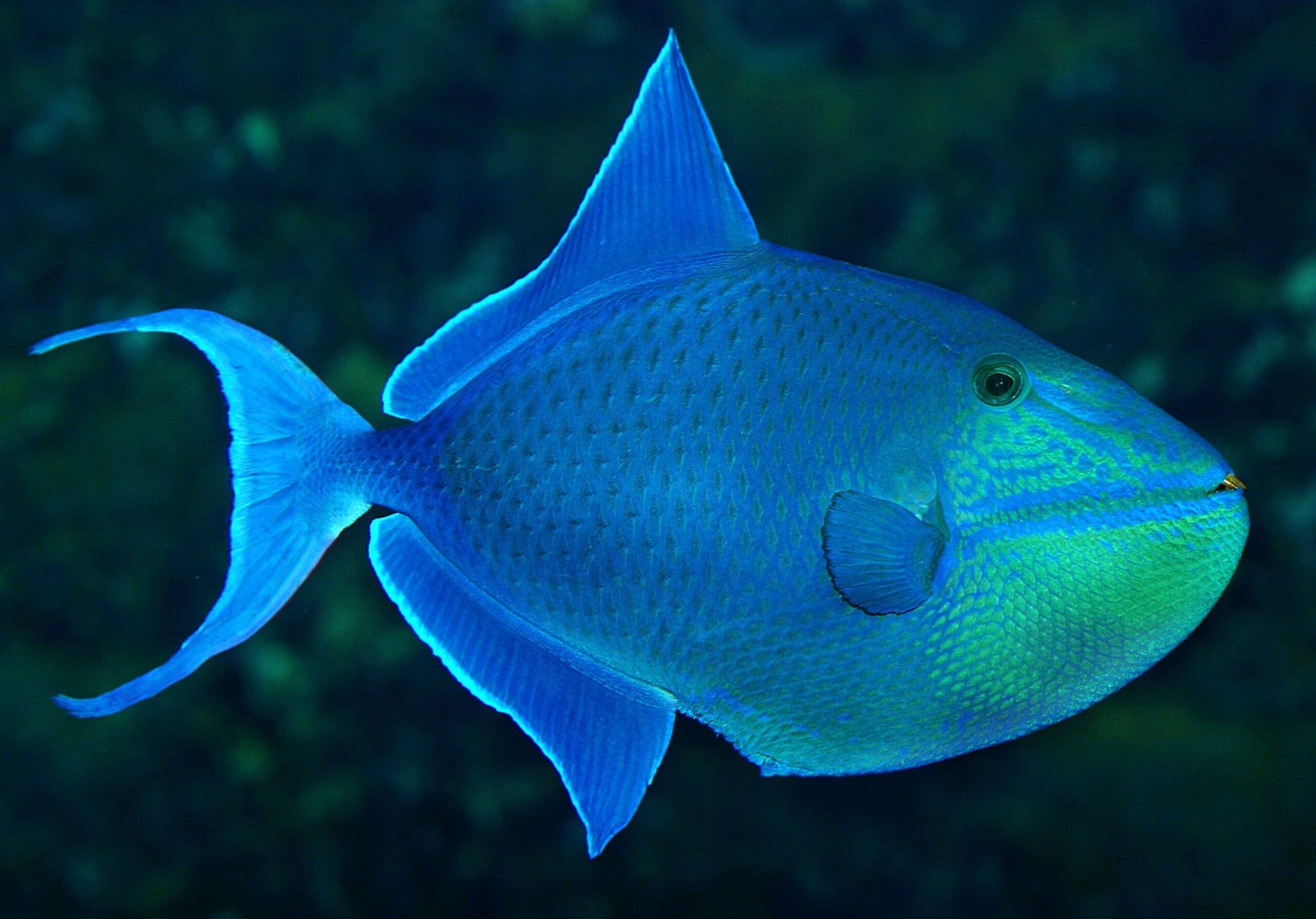 Trigger: Niger; Red Sea