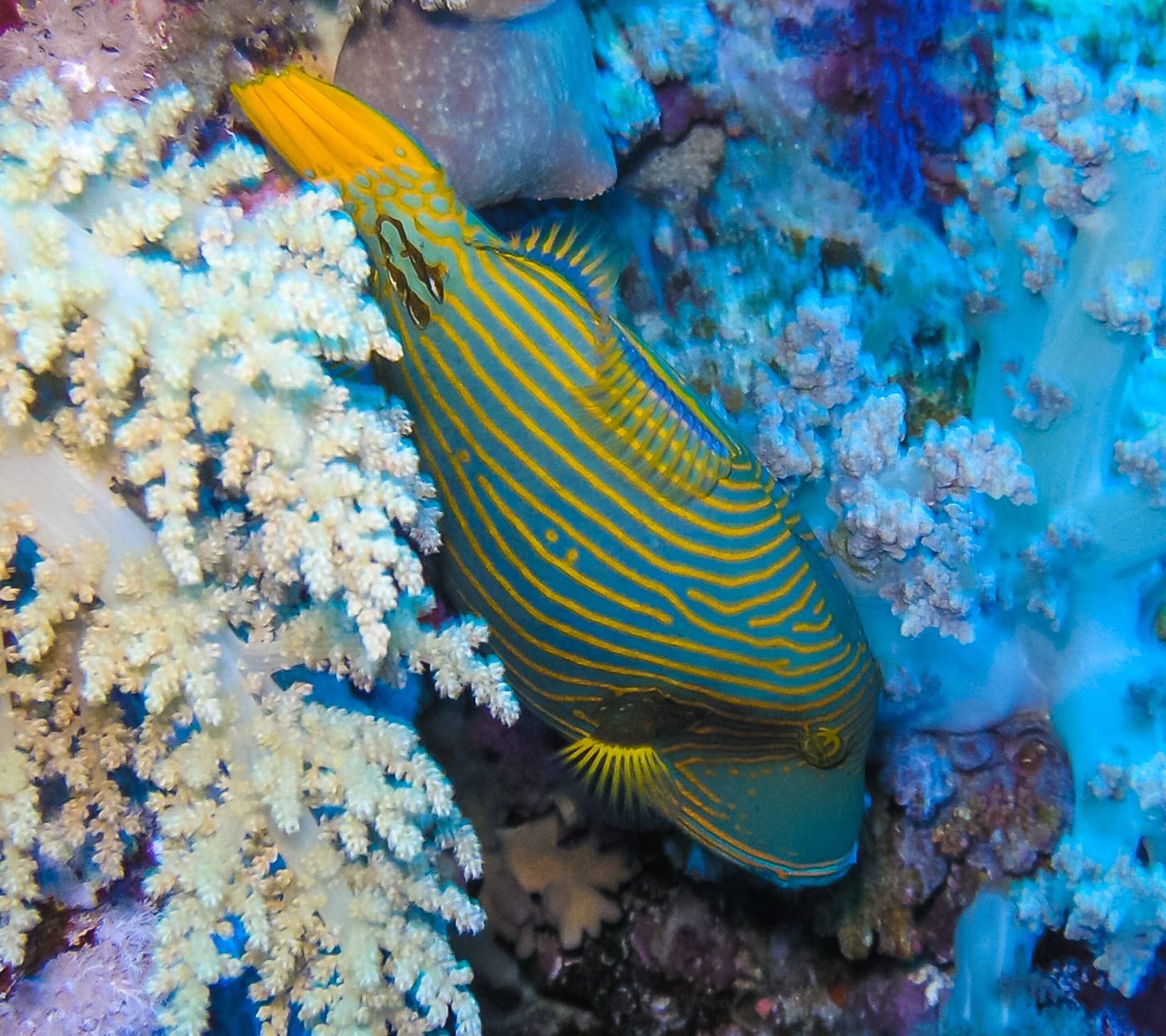 Trigger: Undulate; Fiji