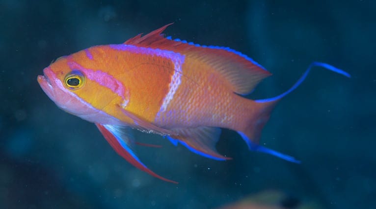 Anthias: White Bar (Rare)