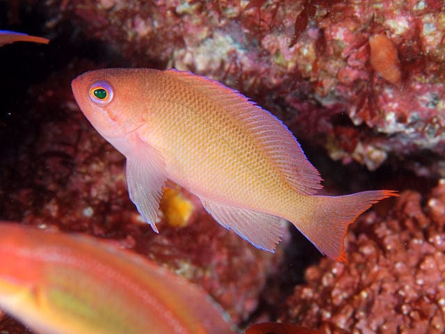 Anthias: Pink; Vanuatu