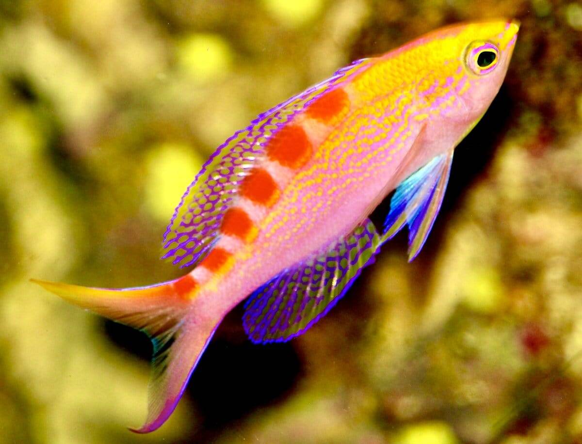 Anthias: Saddle; Male