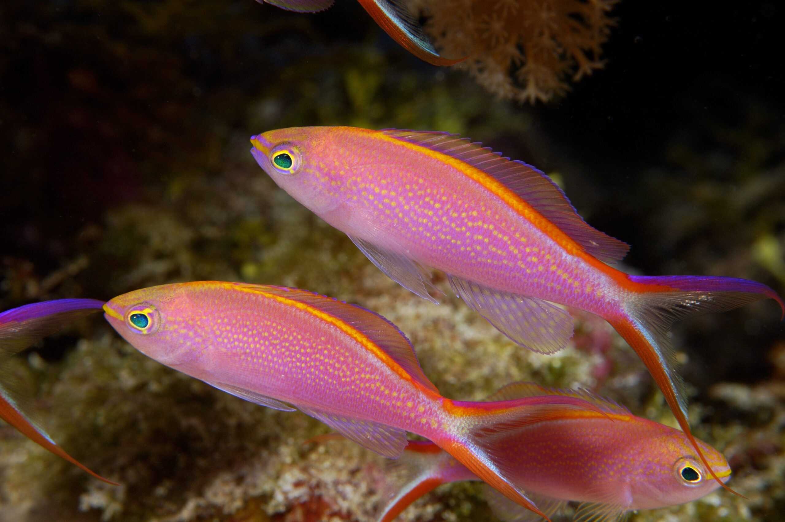 Smithvanizi Anthias reef fish with pink coloration and streamlined body shape in active motion