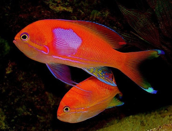 Anthias: Square; Pair; Fiji