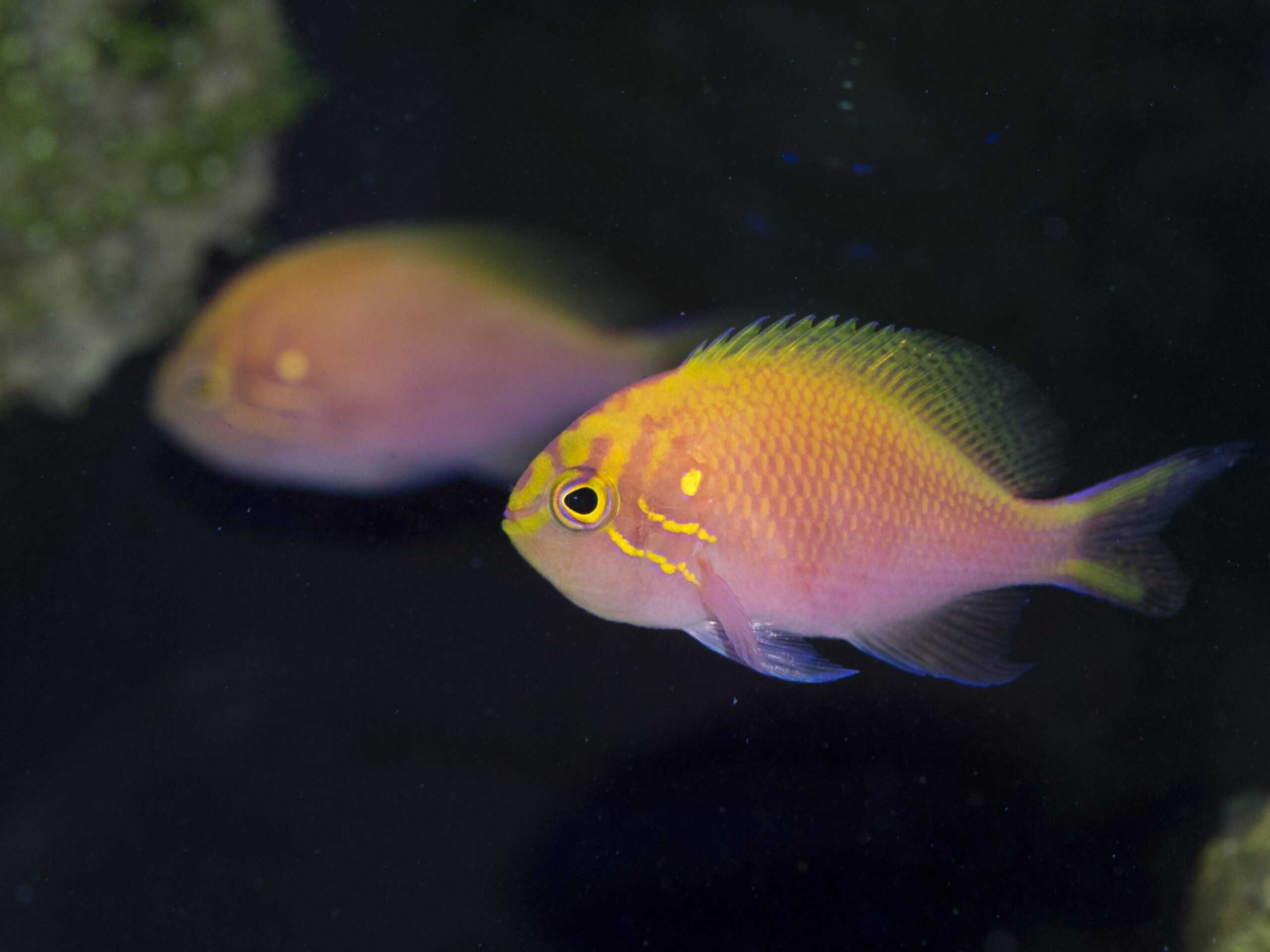 Anthias: Sunburst; Aus.