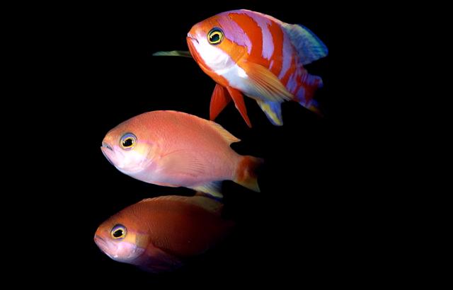 Anthias: Aurora; Female