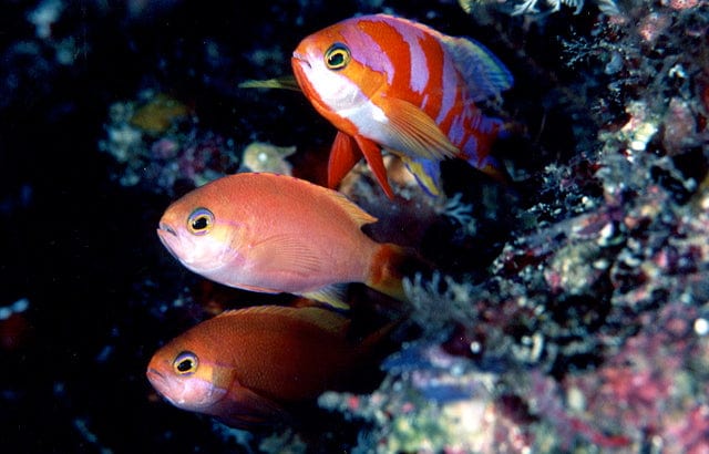 Anthias: Aurora; Male