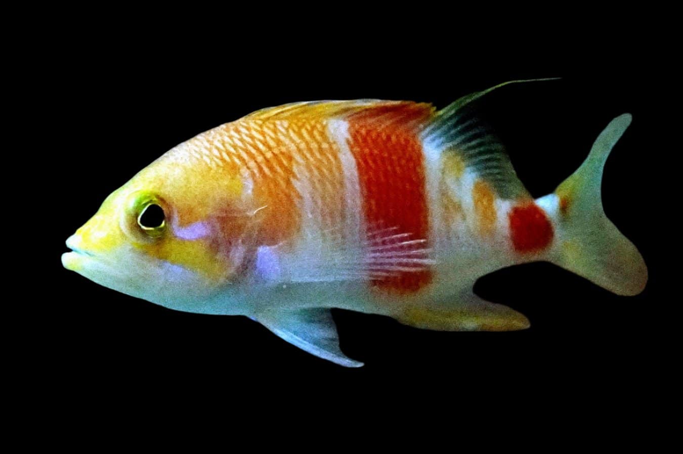 Anthias: Azuma; Japan