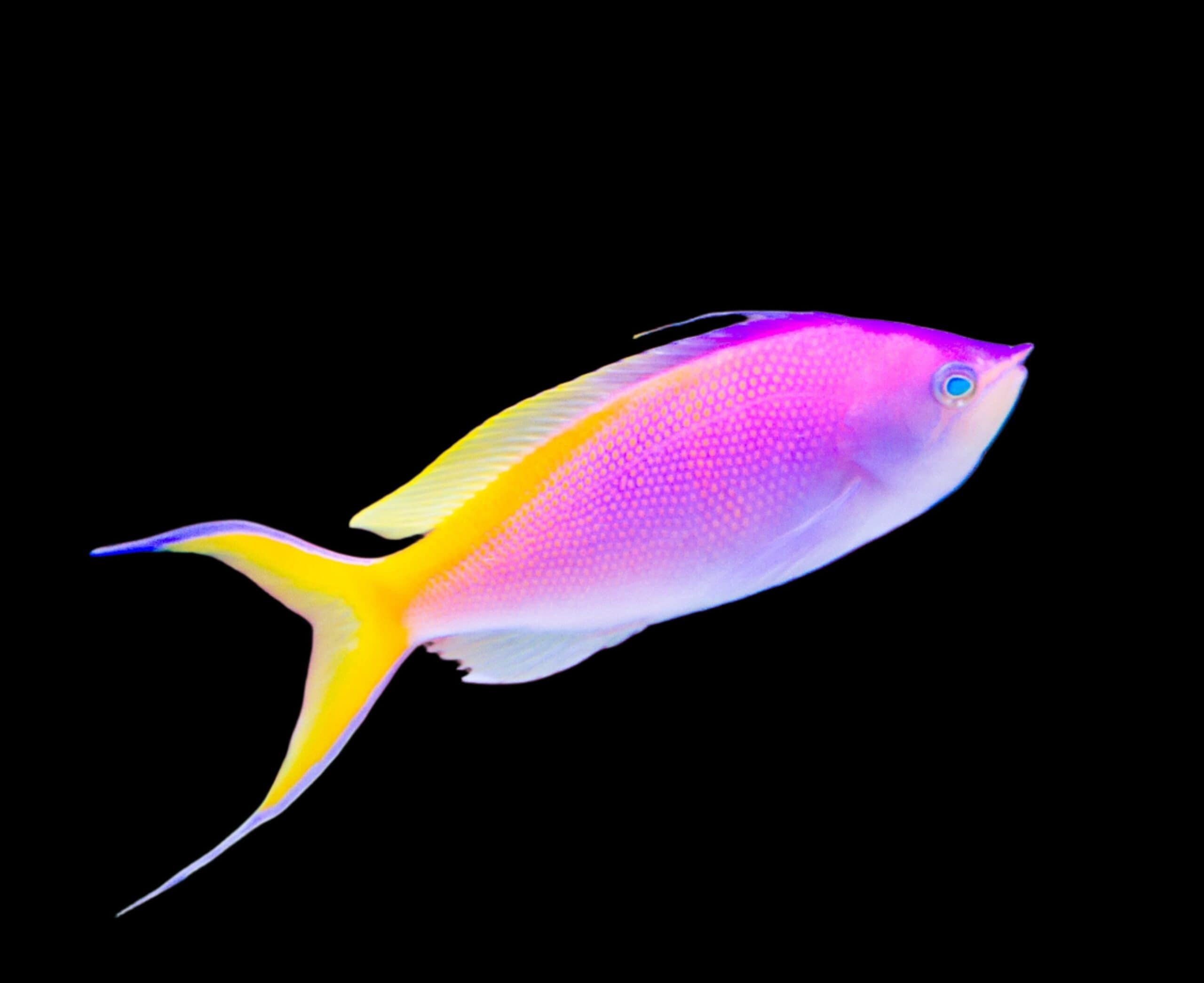 Anthias: Bartletts; Fem; Xmas