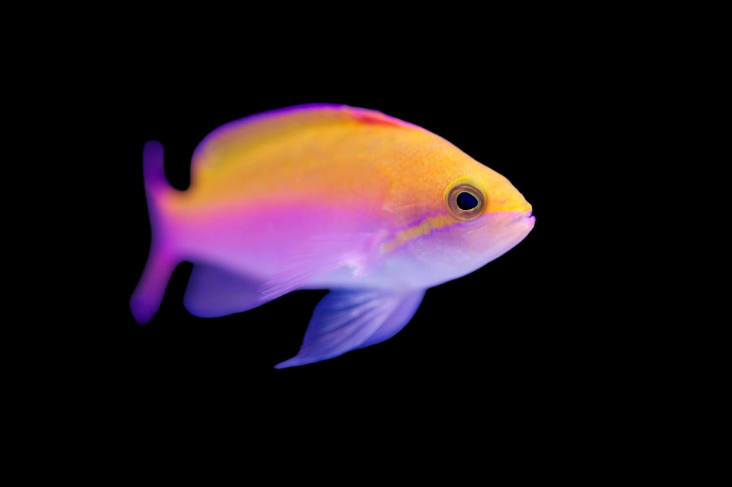 Anthias: Bartletts; Fem; Mar