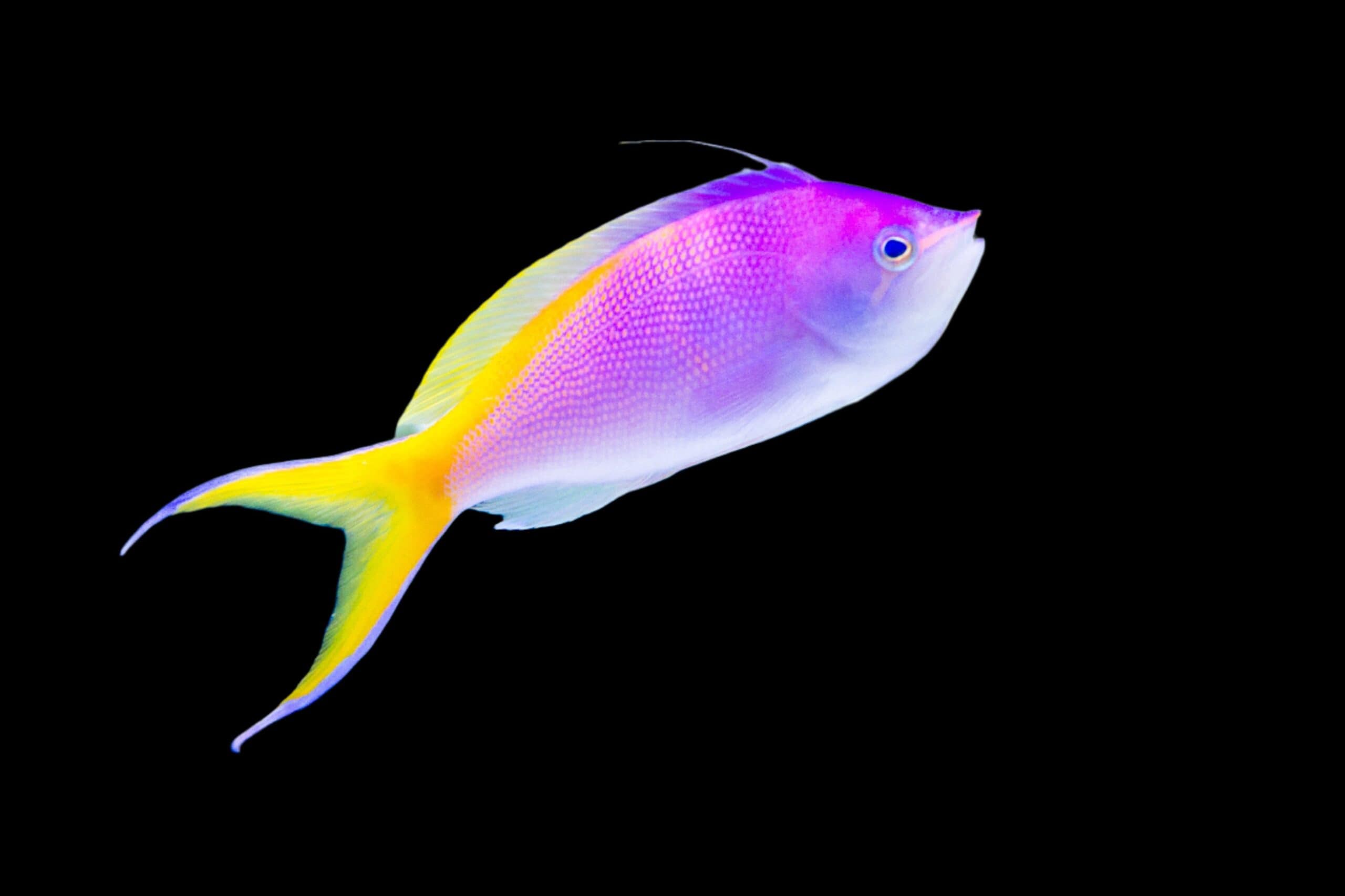 Anthias: Bartletts; Male; Xma